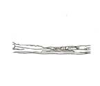Marie Frier, artiste, dessin